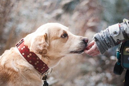 Guggenbichler Aigner Tierschutz Stadtratin Sima Will Hunde